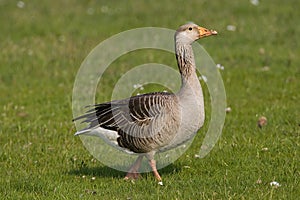 Greylag Goose, Grauwe Gans, Anser anser