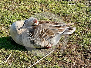 Greylag goose or graylag goose