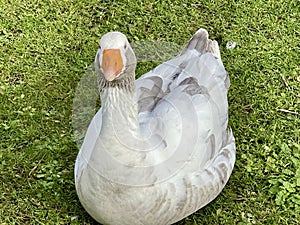Greylag goose or graylag goose photo
