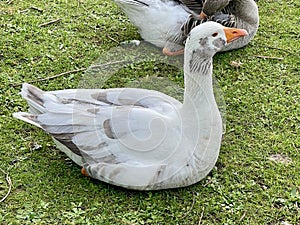 Greylag goose or graylag goose photo