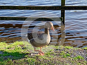 Greylag goose or graylag goose