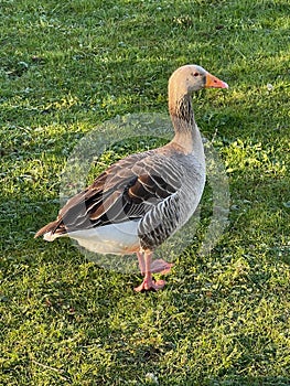 Greylag goose or graylag goose