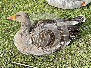 Greylag goose or graylag goose