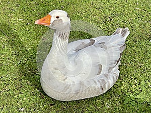 Greylag goose or graylag goose