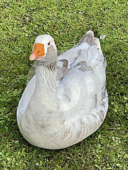 Greylag goose or graylag goose