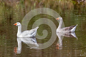 Greylag goose or graylag goose (Anser anser), Departement Cundinamarca. Wildlife and birdwatching in Colombia.