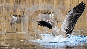 Greylag goose or graylag goose Anser anser landing on the water