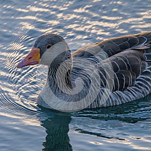 Greylag Goose or graylag goose (Anser anser) swimming on the ocean