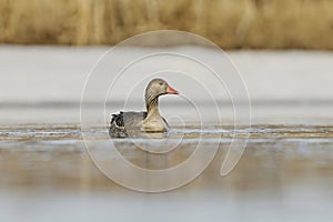 Greylag goose or graylag goose (Anser anser) swimming in the river