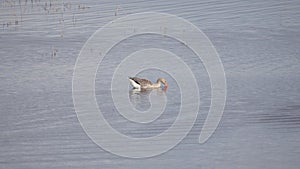 The greylag goose or graylag goose (Anser anser) swims through a fish pond.