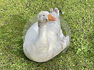 Greylag goose or graylag goose photo
