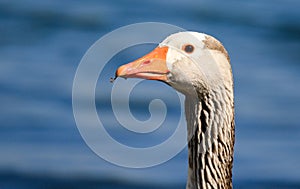 Greylag Goose head photo