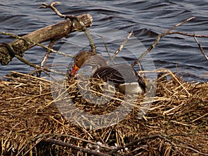 Greylag Goose and its nest