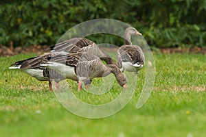 Greylag goose in Kew Gardens London