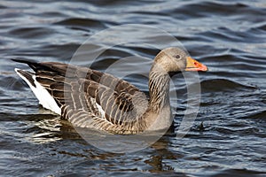 Greylag goose in the lake Tjornin