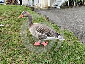 Greylag goose, a large bird in the waterfowl family Anatidae