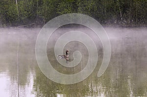 Greylag goose on misty pond