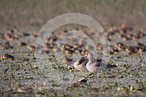 greylag goose in Nepal