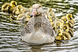 Greylag goose with offspring