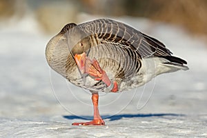 The greylag goose with orange beak on snow