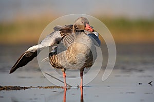 Greylag Goose photo