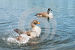 The Greylag Goose In The Pond photo