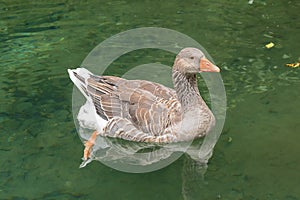 Greylag goose proudly swimming photo