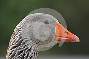 Greylag goose photo