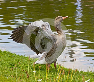 Greylag goose spreading wings