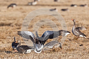 Greylag Goose with spred wings photo