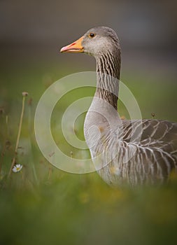 Greylag goose in spring