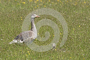 Greylag goose standing between flowers with chick