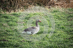 Greylag goose stands in the green grass looking for food