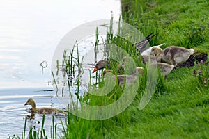Greylag goose swimming on lake