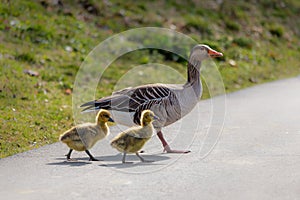 The Greylag goose with two chicks walking on the road. Anser anser