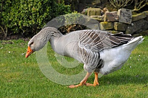 Greylag goose walking on grass photo