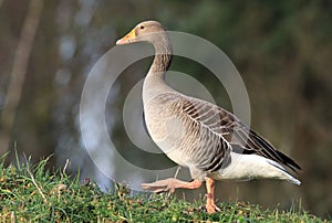 A greylag goose walking on grass