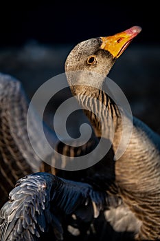 Greylag goose with wings pulled back