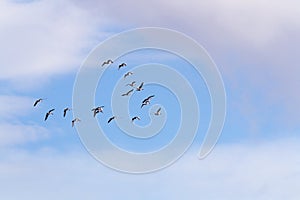 Greylag Gooses in formation flying in a blue sky Iceland.