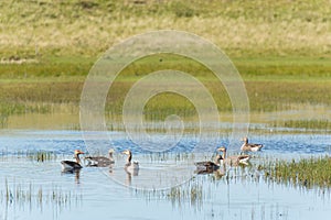 Greylag gooses at Terschelling photo