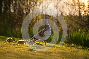 Greylag Goose with Four Goslings