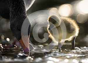 Greylag Gosling Watches Mother Goose Dabbling