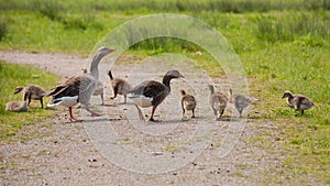 Greylag and goslings