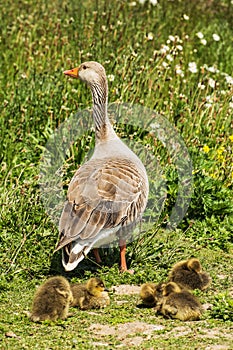 Greylag goslings with adult goose