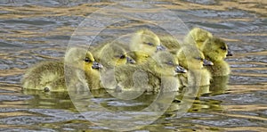 Greylag goslings swimming in lake