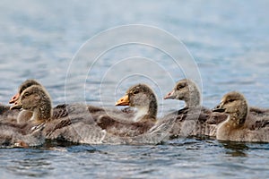 Greylag Goslings Together On Water