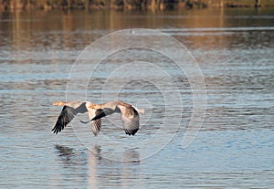 Greylag or graylag geese skimming the water. photo