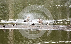 Greyleg duck splashing water from its body next to another duck and multiple lapwing birds photo