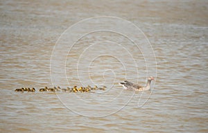 Greyleg goose mother with many cubs swimming on the lake photo