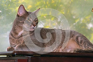 Greypaws portrait by window